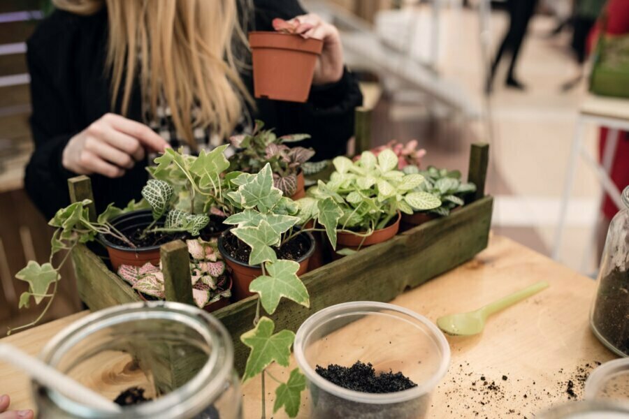 Plants in a wooden box