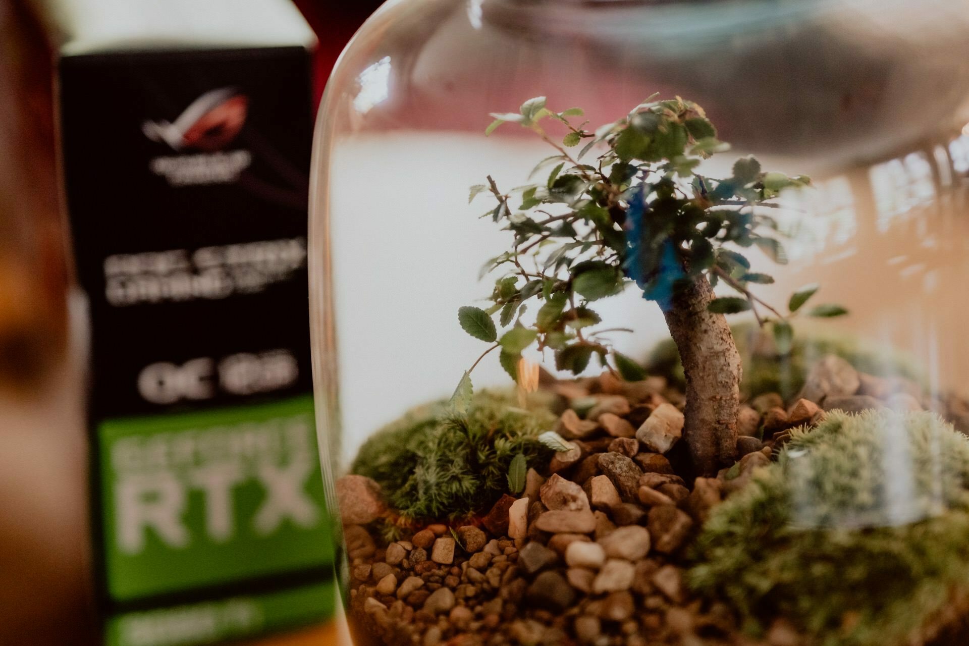 A small bonsai tree planted in a glass terrarium filled with pebbles and green moss. In the background is a box with a graphics card, on which you can see the Nvidia RTX logo and a piece of text, probably from a recent press meeting. 