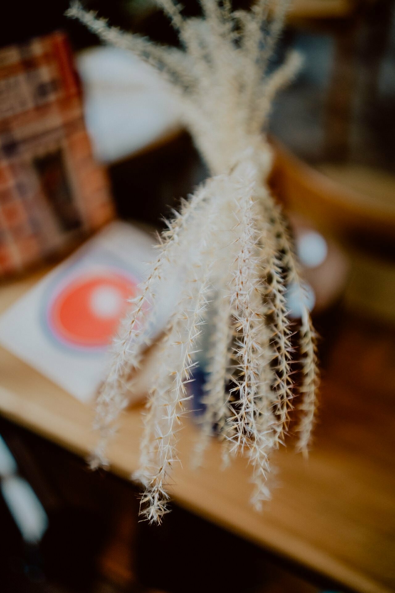 Close-up of dried plants resembling wheat in a vase, with particular attention to the delicate, feathery stems. The background includes a smudged red, white and blue circular pattern on the surface, reminiscent of decor often seen at press meetings, and part of a model of a building or brick structure. 