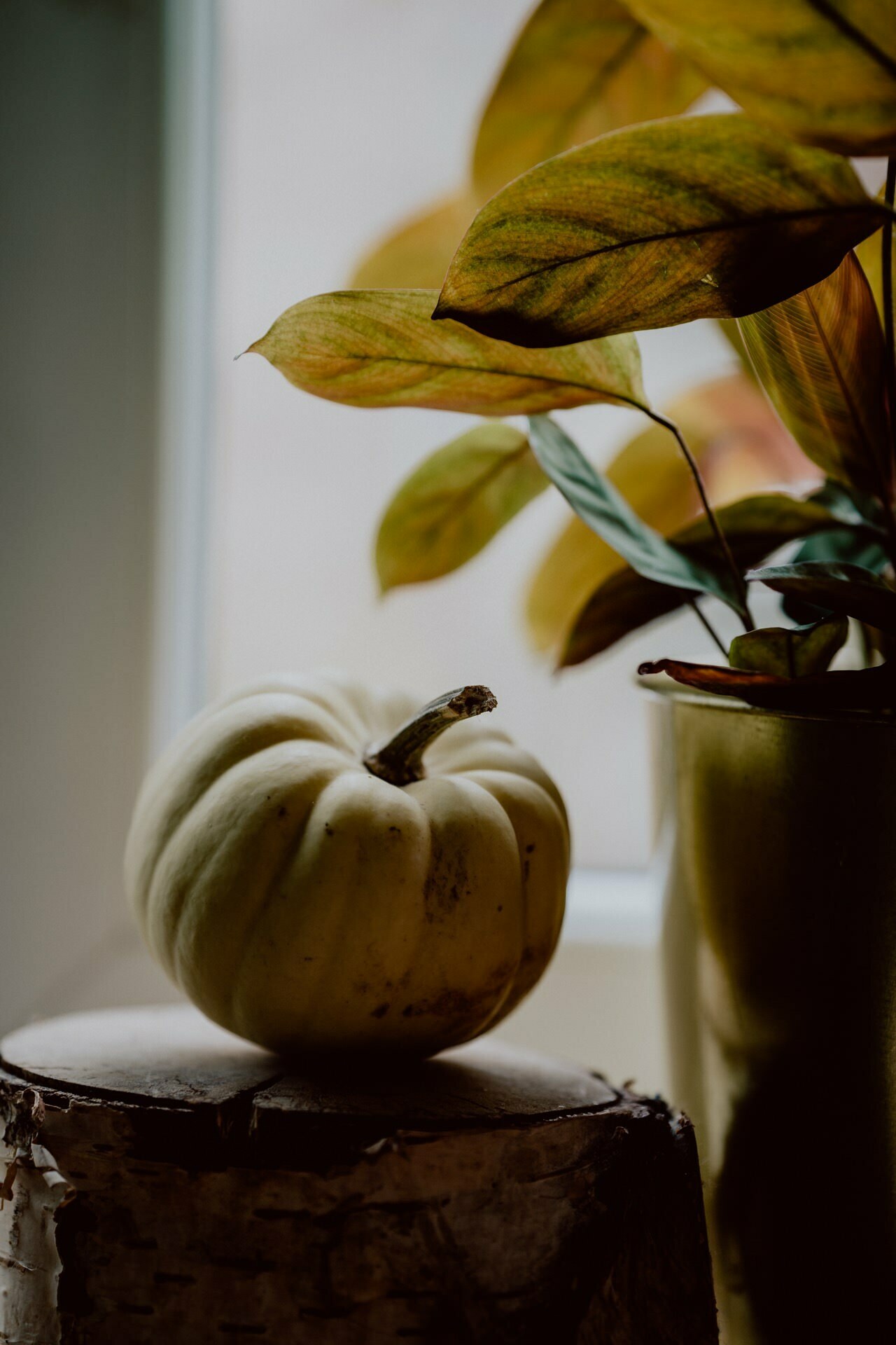 A small white pumpkin stands on a wooden surface next to a plant with green and yellow leaves, illuminated by soft natural light from a nearby window - like an intimate press meeting arrangement. The scene has a cozy and autumnal feel. 