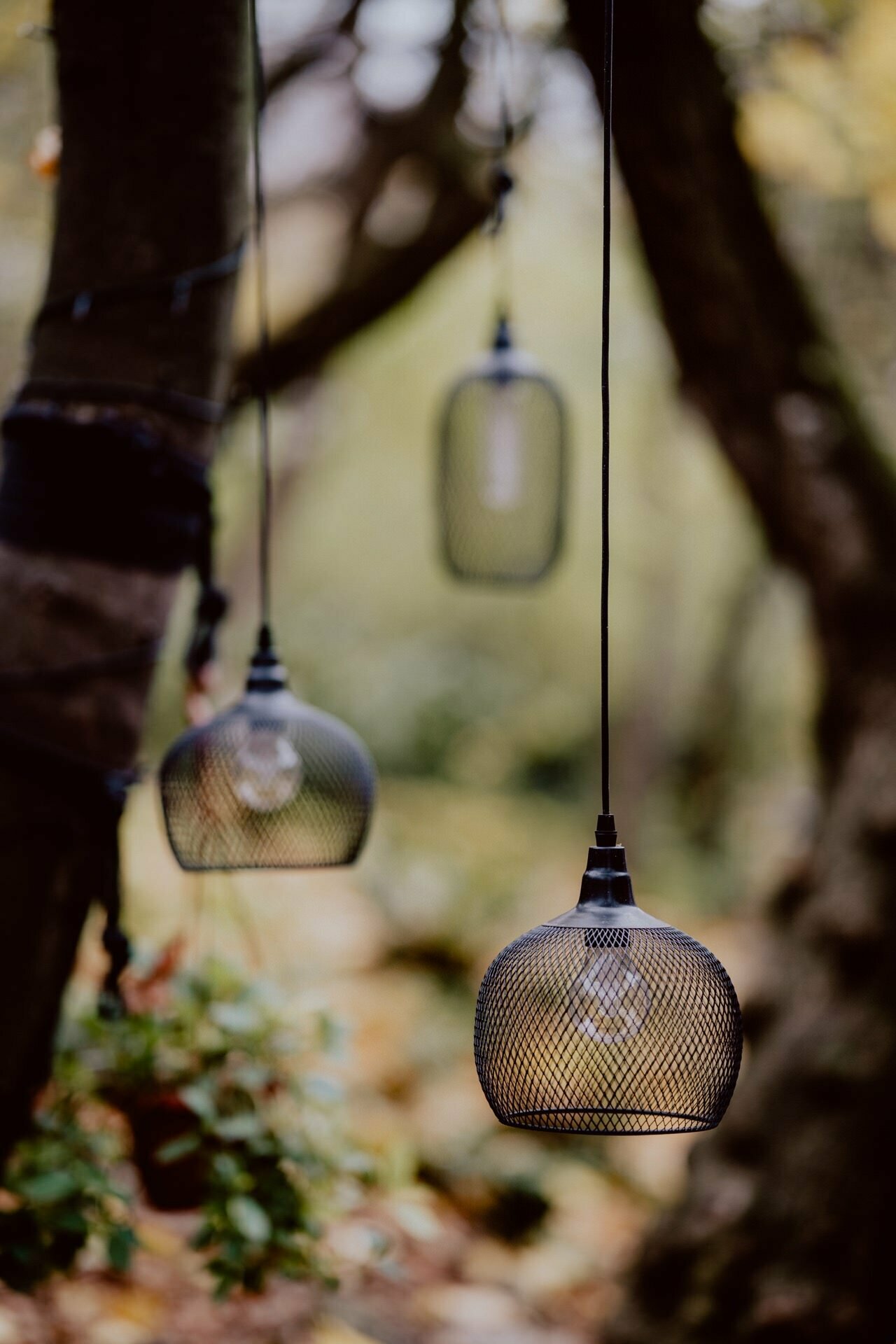 Hanging decorative pendant lights with wire mesh lampshades are suspended from tree branches in a serene, wooded setting. The lights have a warm, inviting glow, emphasizing the natural ambiance of the forest backdrop - perfect for an event photo shoot or event photoshoot. 