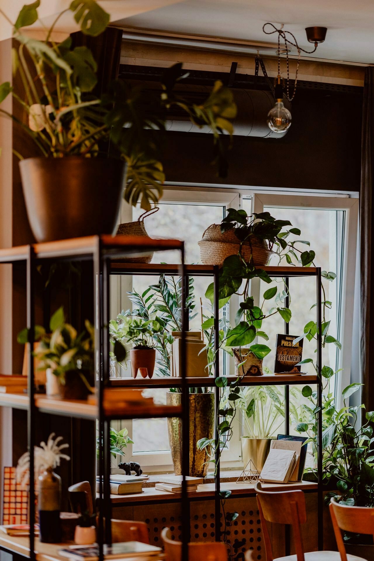 A cozy cafe interior with large windows that allow natural lighting to illuminate the space. Shelves filled with a variety of potted plants create a green, inviting atmosphere, perfect for a photo event. Wooden chairs and tables are prominent in the foreground.  