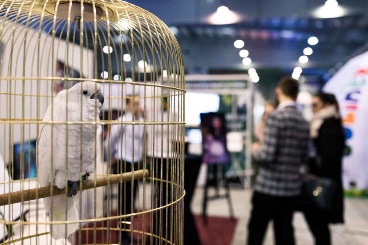 White parrot in a golden cage