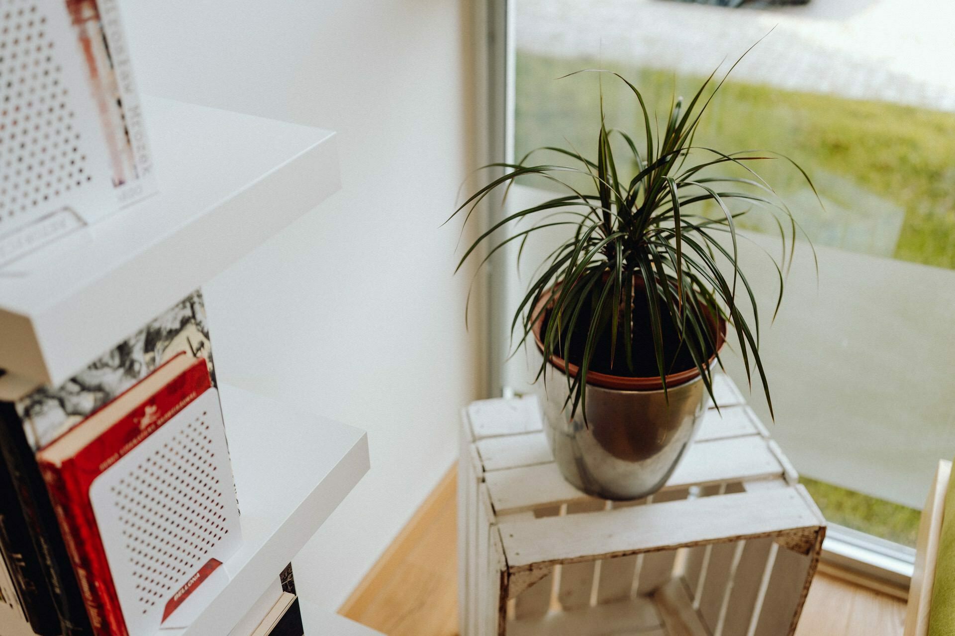 A potted plant with long, narrow leaves stands on a white wooden box next to a window, with sunlight streaming in. To the left is a bookshelf with various books on it. The scene is bright and airy, reminiscent of a quiet photo essay of an event, in which every detail is perfectly captured.  