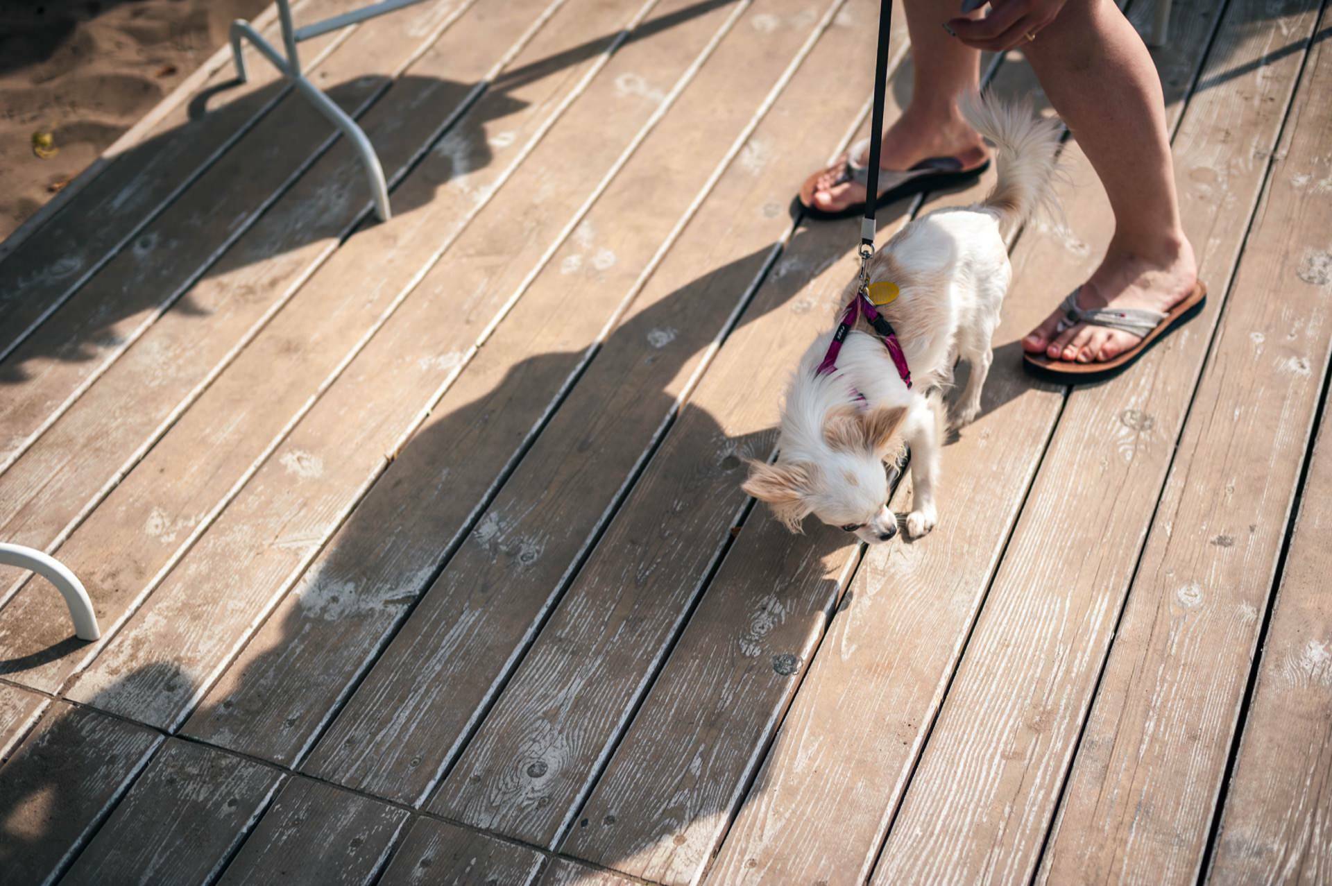 A small white dog on a leash walks on a wooden deck. The dog's owner, wearing flip-flops, is partially visible and walking alongside. The shadows of the dog and owner stretch across the wooden planks. In this tranquil scene, reminiscent of a photo-report from a trade fair, a metal chair can be seen in the upper left corner.   