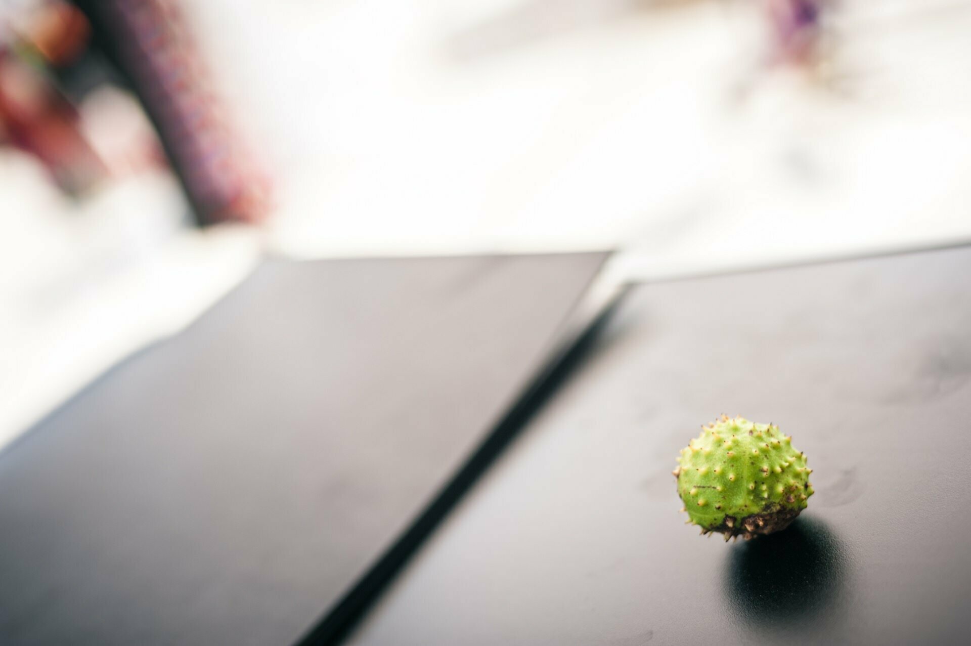 A small, green, spiky chestnut sits on a black surface with a blurry background, almost like a striking photo in a trade show photo essay.