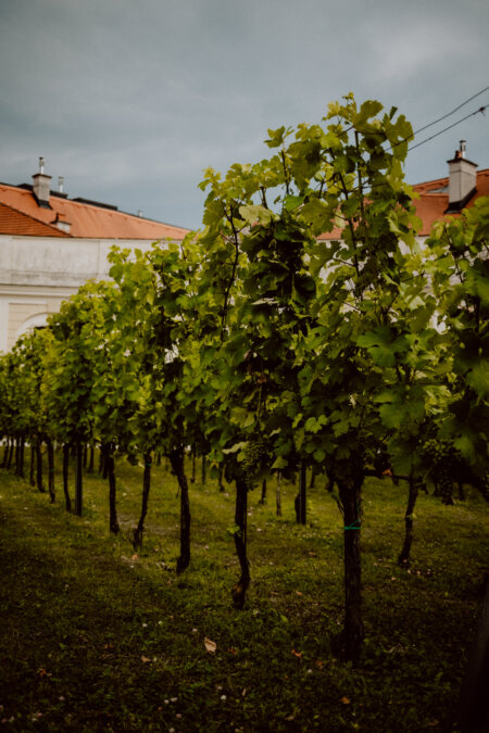 A lush vineyard with rows of green vines under an overcast sky. The vines are neatly trimmed and supported by wooden stakes, standing on a grassy ground. In the background you can see buildings with red tile roofs.  