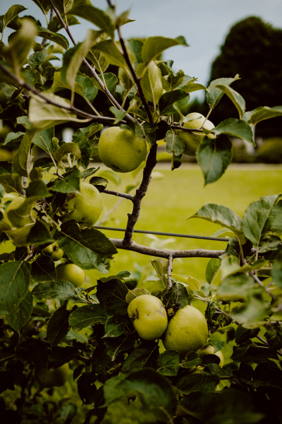 Close-up of several green apples hanging on the branches of an apple tree, surrounded by lush green leaves. The background is blurred, showing a green field and distant leaves under an overcast sky. The scene conveys a peaceful, orchard-like atmosphere.  