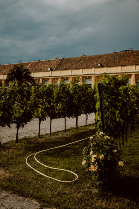 A vineyard with rows of vines stands in front of a rustic building with a tile roof and arched windows. A snake lies on the grass in the foreground under an overcast sky, suggesting recent or upcoming watering. 