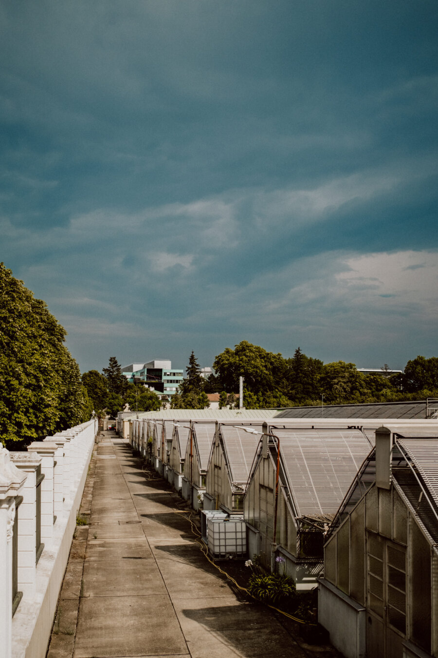 A long, narrow path runs along a row of greenhouses with transparent roofs on a sunny day. In the background you can see lush green trees and a distant building under a partly cloudy blue sky. 