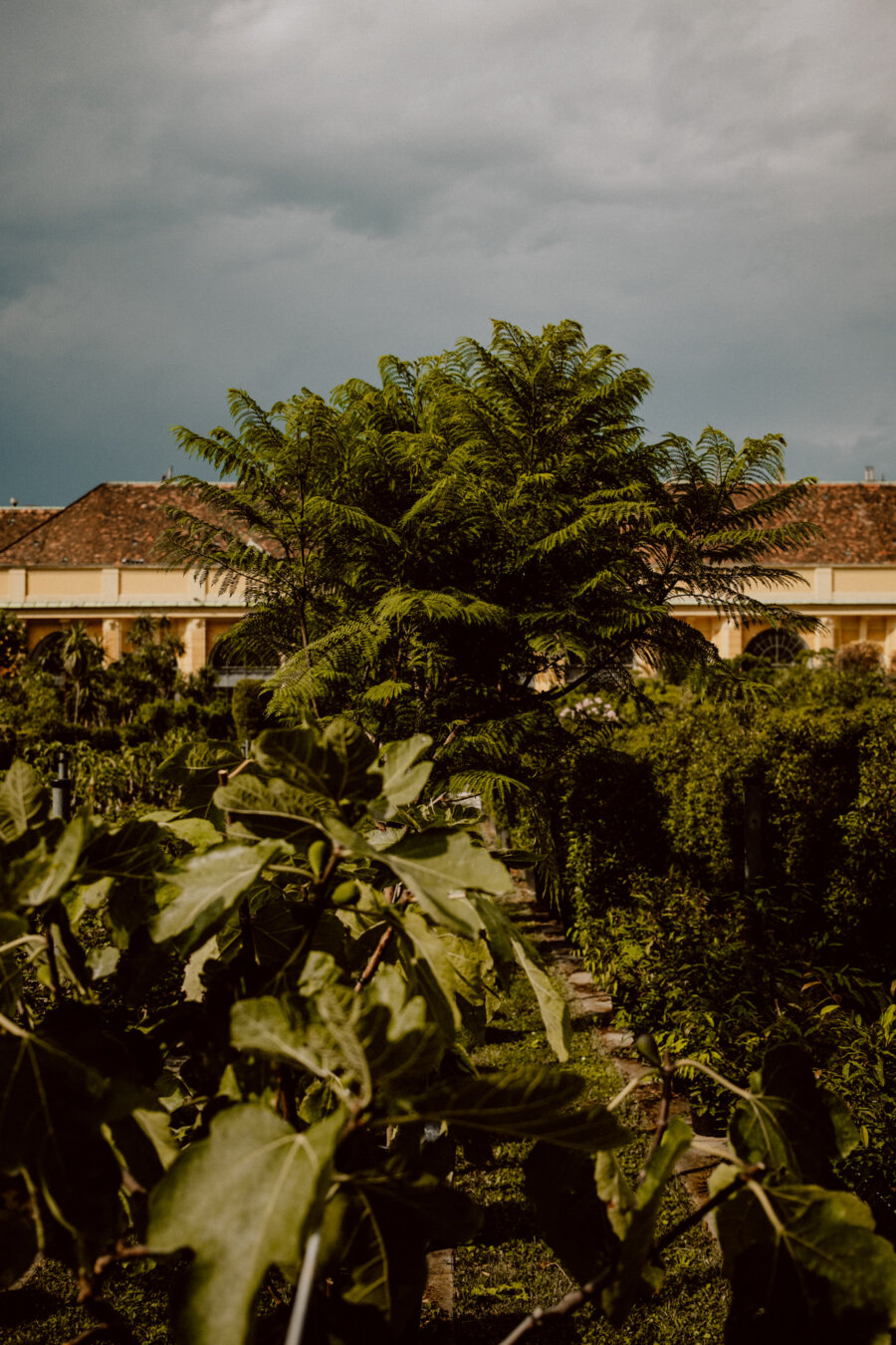 A lush green garden with dense foliage and a tall tree in the center. In the background you can see a building with a sloping, tiled roof under an overcast sky. Various plants and shrubs grow in the garden in even rows.  