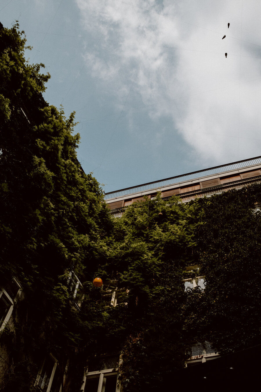 A photo of the courtyard of a building whose walls are covered with dense green ivy. The view faces upward toward the sky, showing a mix of clouds and blue sky. Two birds can be seen flying in the upper right corner. The building has many windows.   